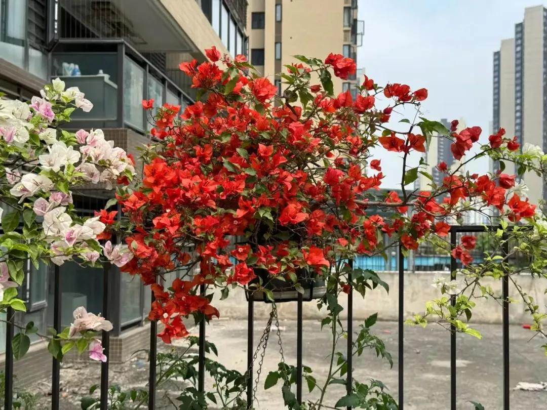 买了低层带露台的房子，以为是捡到宝了，入住后才知是噩梦的开始__买了低层带露台的房子，以为是捡到宝了，入住后才知是噩梦的开始