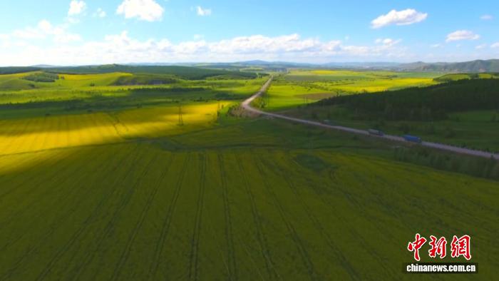 呼伦贝尔油菜花在哪里_呼伦贝尔油菜面积_