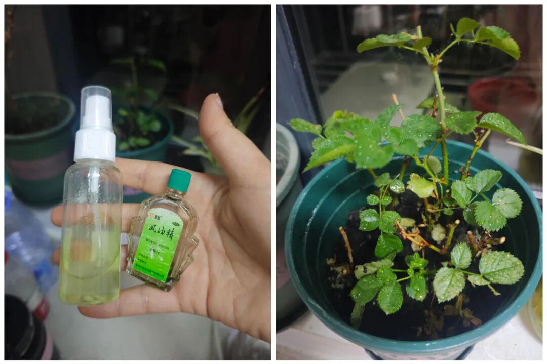 被风油精的“神仙用法”圈粉了！换个方式后，根本就不够用__被风油精的“神仙用法”圈粉了！换个方式后，根本就不够用