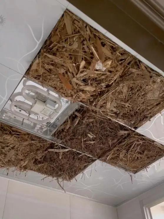 别大意！有人家里的卫生间被“入侵”了，吊顶上面让人大呼意外_别大意！有人家里的卫生间被“入侵”了，吊顶上面让人大呼意外_