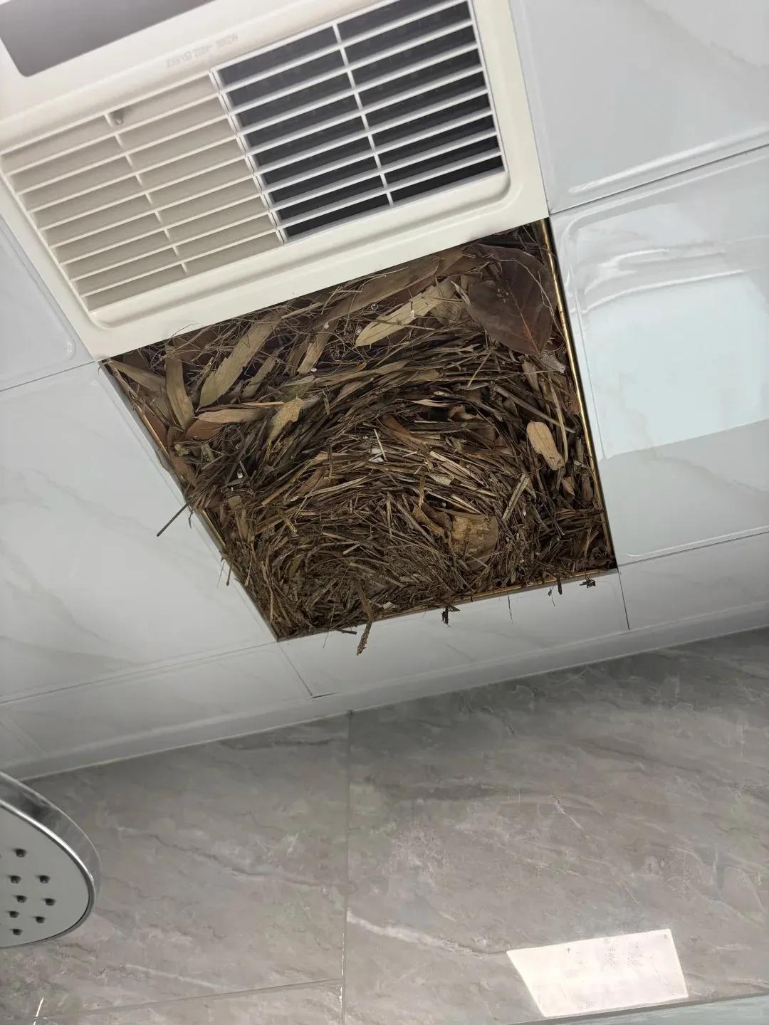 别大意！有人家里的卫生间被“入侵”了，吊顶上面让人大呼意外__别大意！有人家里的卫生间被“入侵”了，吊顶上面让人大呼意外