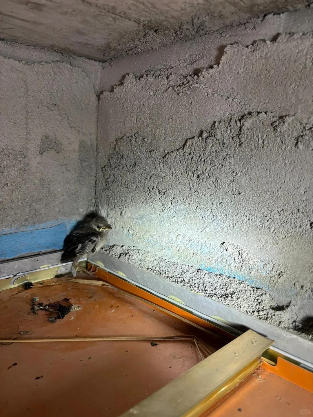 别大意！有人家里的卫生间被“入侵”了，吊顶上面让人大呼意外__别大意！有人家里的卫生间被“入侵”了，吊顶上面让人大呼意外