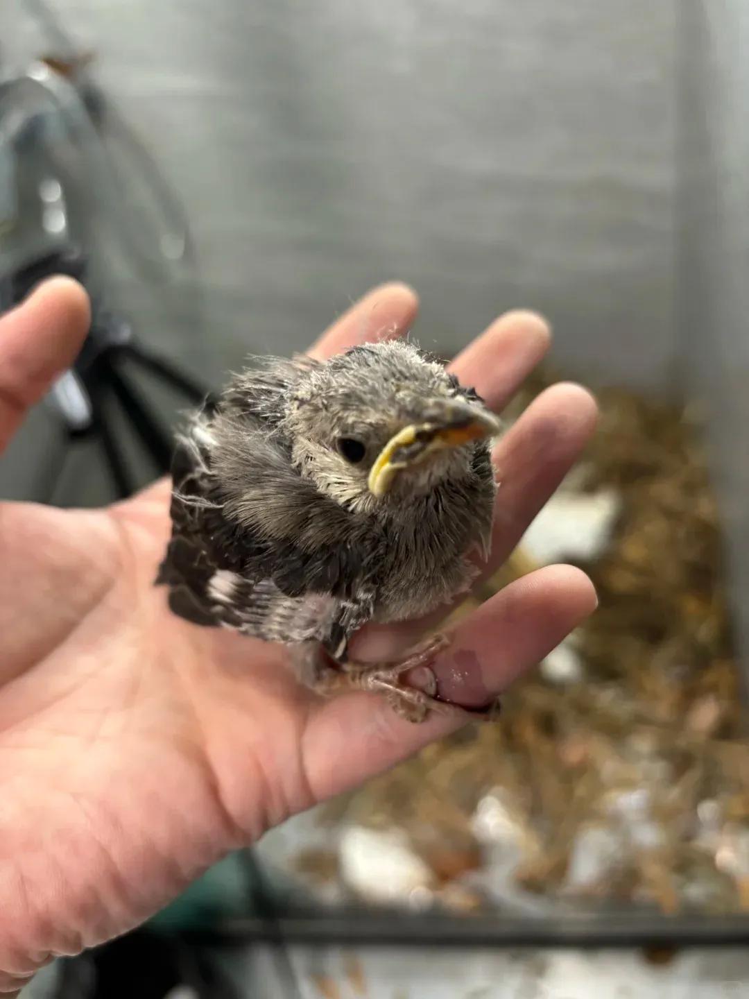 别大意！有人家里的卫生间被“入侵”了，吊顶上面让人大呼意外_别大意！有人家里的卫生间被“入侵”了，吊顶上面让人大呼意外_