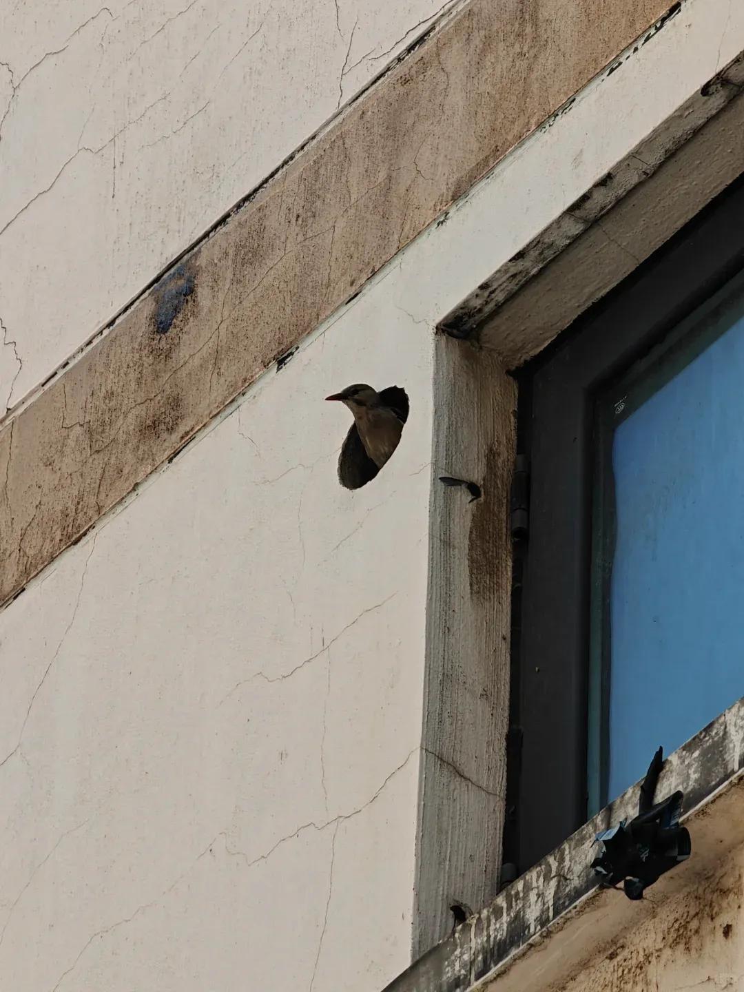 _别大意！有人家里的卫生间被“入侵”了，吊顶上面让人大呼意外_别大意！有人家里的卫生间被“入侵”了，吊顶上面让人大呼意外