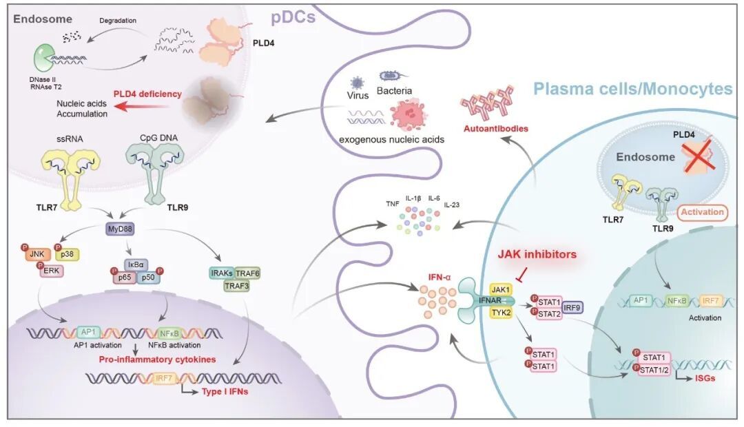 PLD4 缺失致使 pDCs、B 细胞持续活化 TLR7/9 信号通路，引发自身免疫