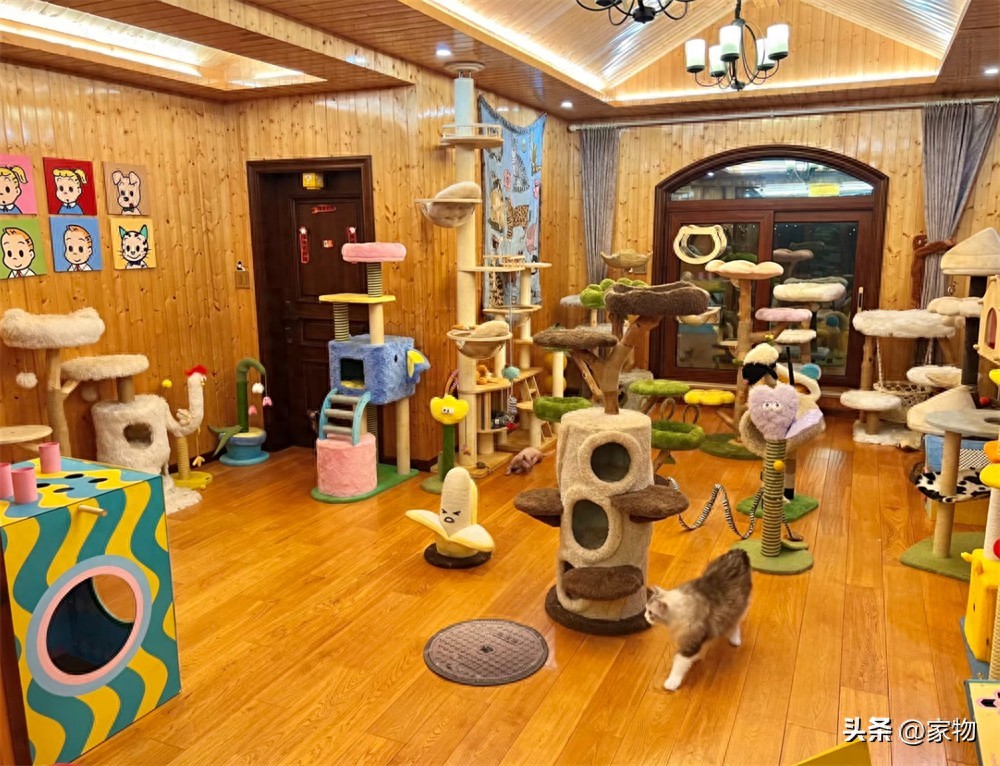 _猫爬房顶上是什么寓意_猫爬上房顶