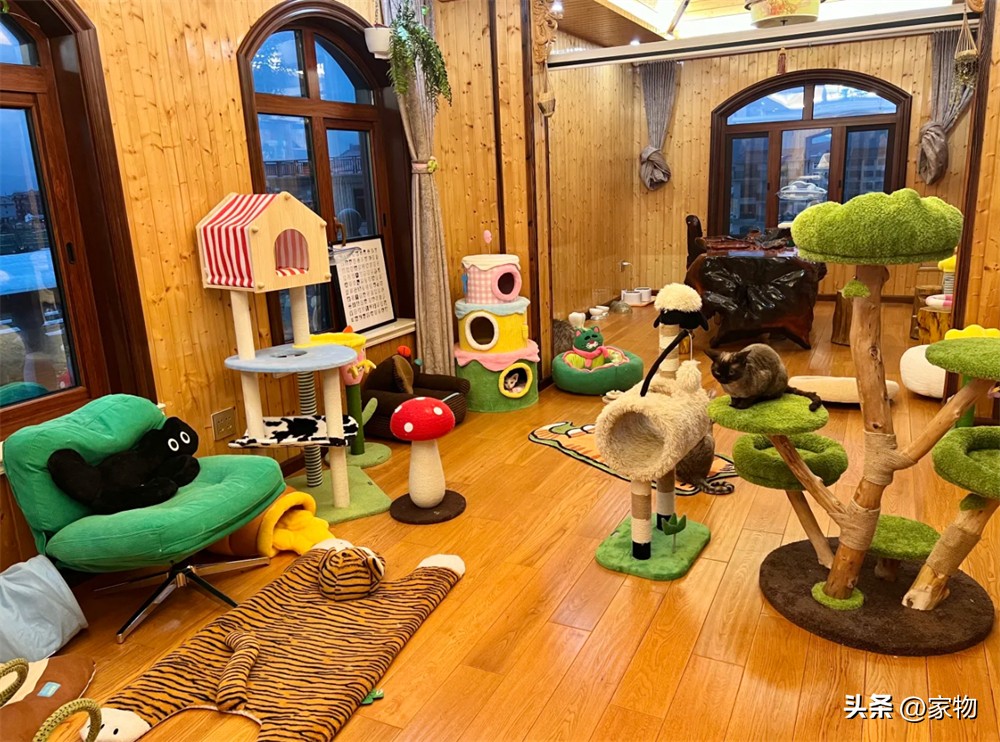 猫爬上房顶__猫爬房顶上是什么寓意