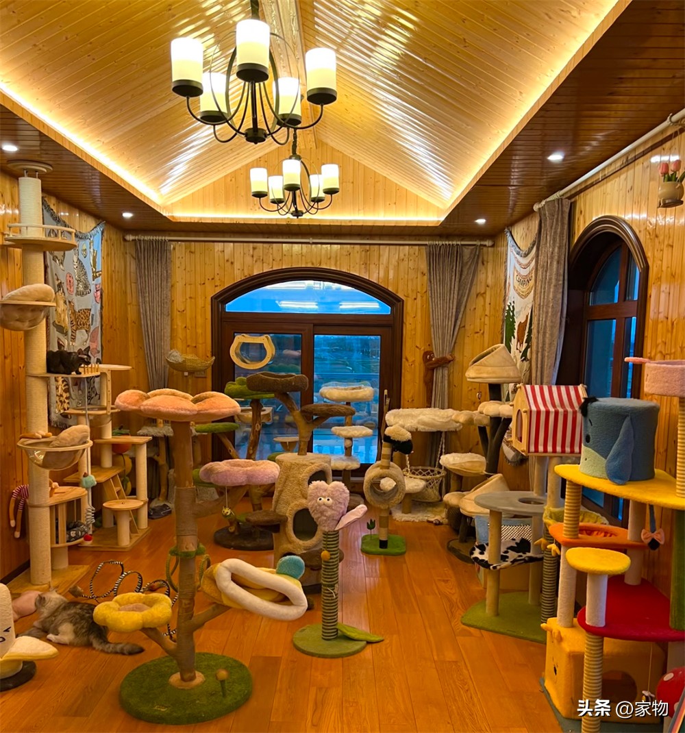 猫爬房顶上是什么寓意_猫爬上房顶_