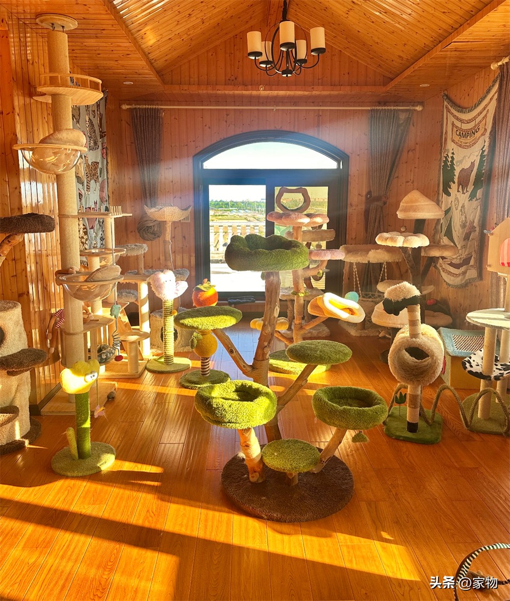 猫爬房顶上是什么寓意_猫爬上房顶_