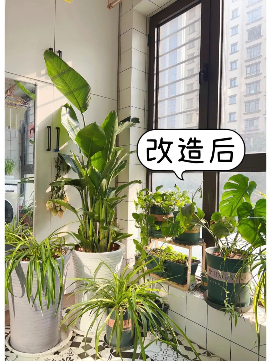 闲置花盆妙用__闲置物品做花盆