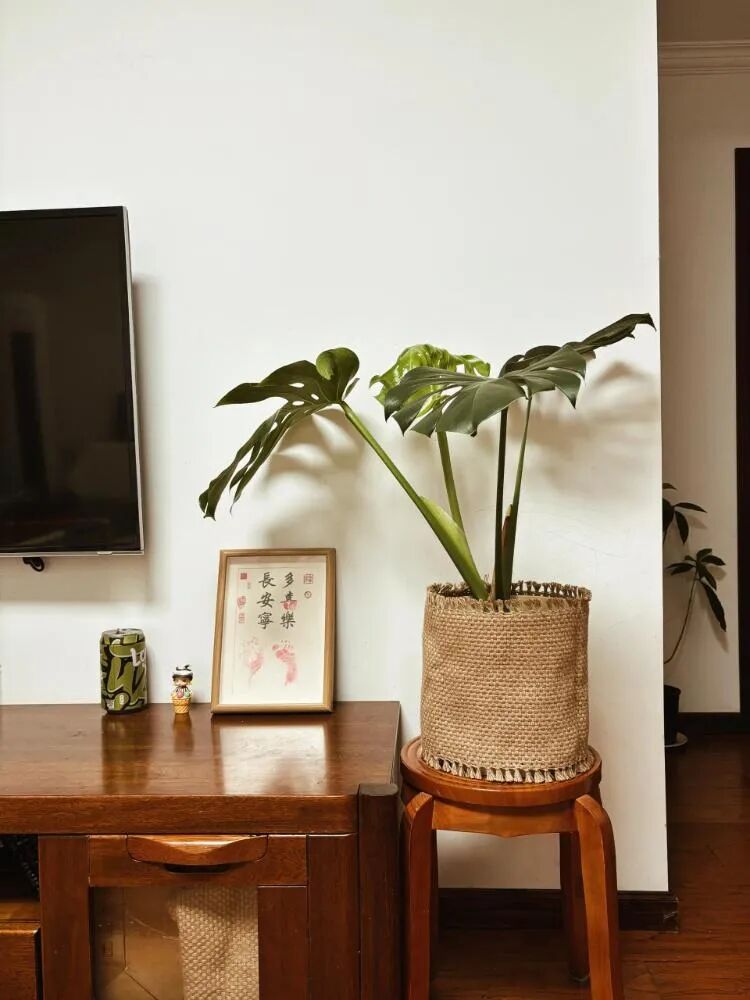 闲置花盆妙用_闲置物品做花盆_