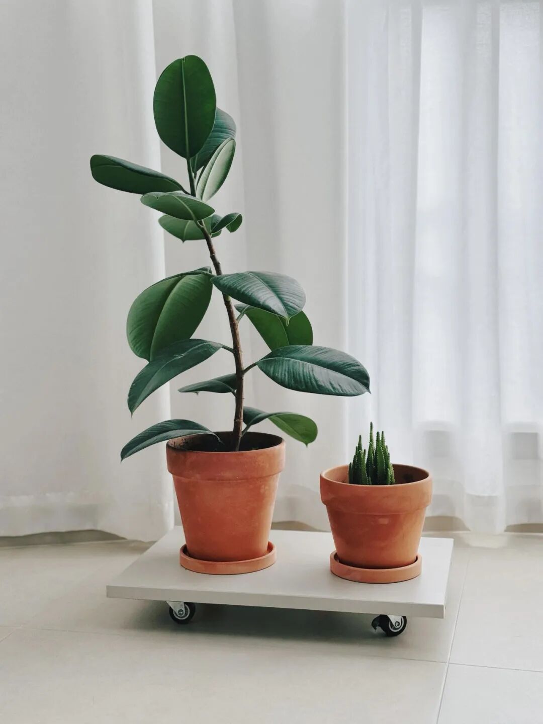 闲置物品做花盆__闲置花盆妙用