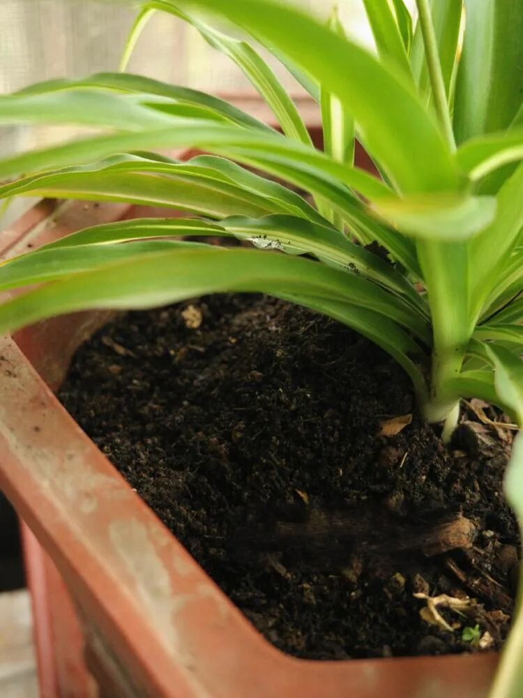 闲置物品做花盆_闲置花盆妙用_