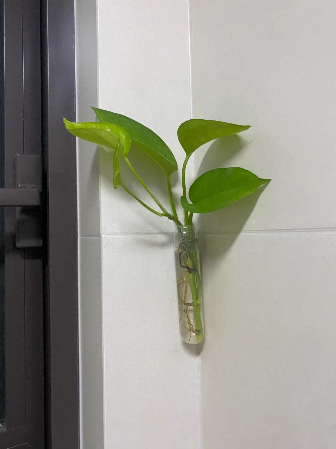 邪令是什么意思_被年轻人的“邪修妙招”惊到了！一分钱不花，就解决了生活痛点_