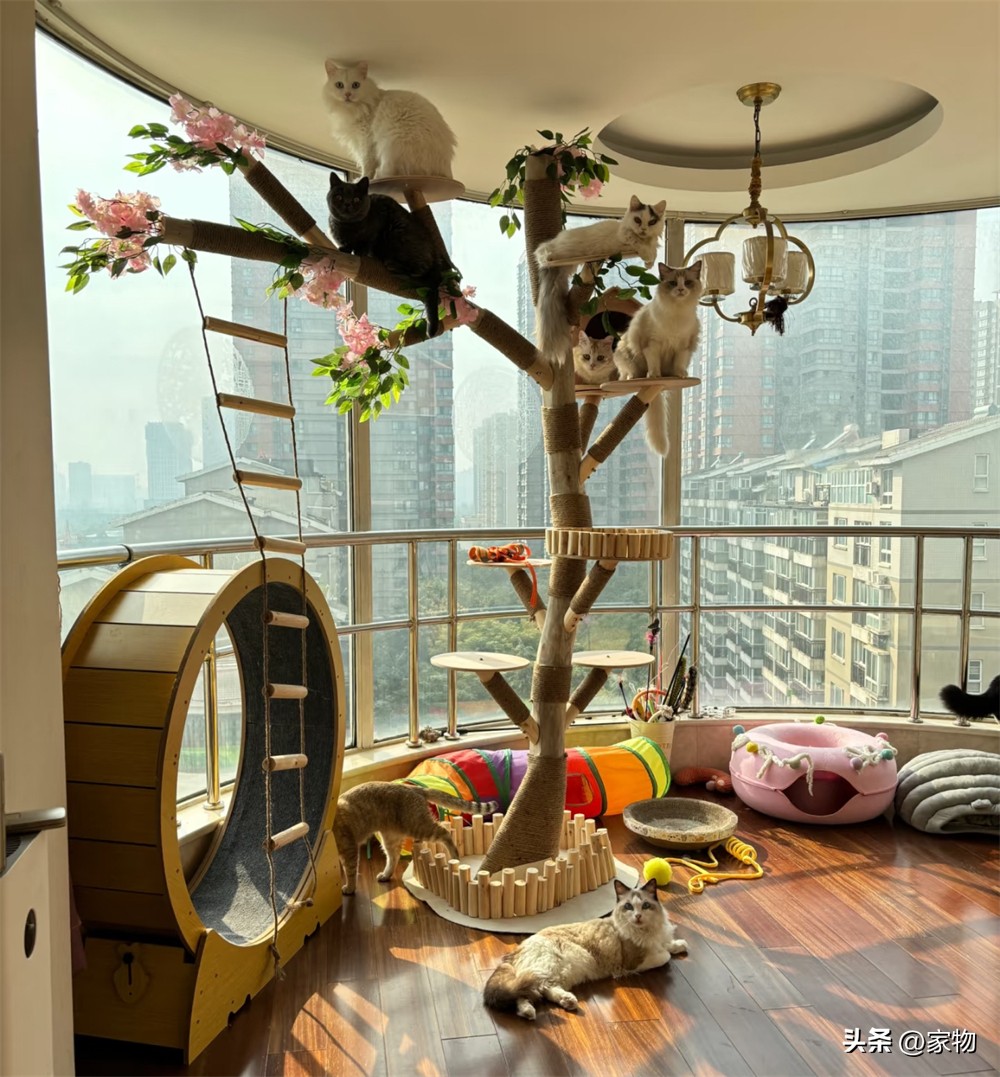 _阳台改猫房_改造阳台养猫